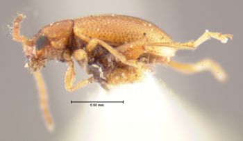 Media type: image;   Entomology 33922 Aspect: habitus lateral view